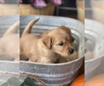 Small Photo #4 Golden Retriever Puppy For Sale in SENECA, SC, USA