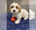 Small Photo #3 Cavachon Puppy For Sale in RICHMOND, IL, USA