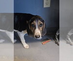 Small English Coonhound