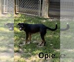 Small Photo #4 Australian Kelpie-Huskies  Mix Puppy For Sale in Mountain View, AR, USA