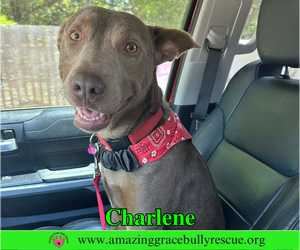 Labrador Retriever-Unknown Mix Dogs for adoption in Milton, FL, USA