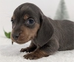 Small #1 Dachshund