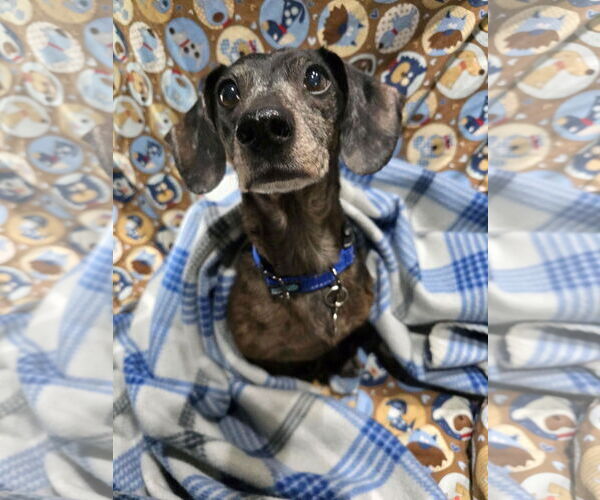Medium Photo #2 Dachshund Puppy For Sale in Los Angeles, CA, USA