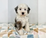 Small #4 Miniature Bernedoodle