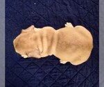 Small #3 French Bulldog