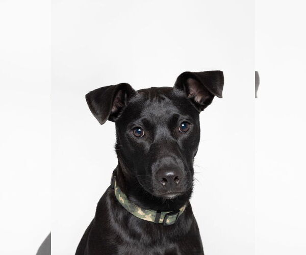 Medium Photo #6 Labrador Retriever-Unknown Mix Puppy For Sale in Holly Springs, NC, USA