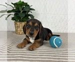 Small #1 Dachshund