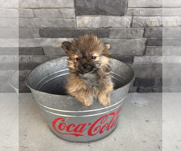 Medium Photo #5 Shiranian Puppy For Sale in MIDDLEBURY, IN, USA