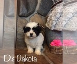 Small Photo #1 Zuchon Puppy For Sale in ABBEVILLE, SC, USA