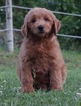 Small Photo #1 Goldendoodle Puppy For Sale in WARSAW, IN, USA