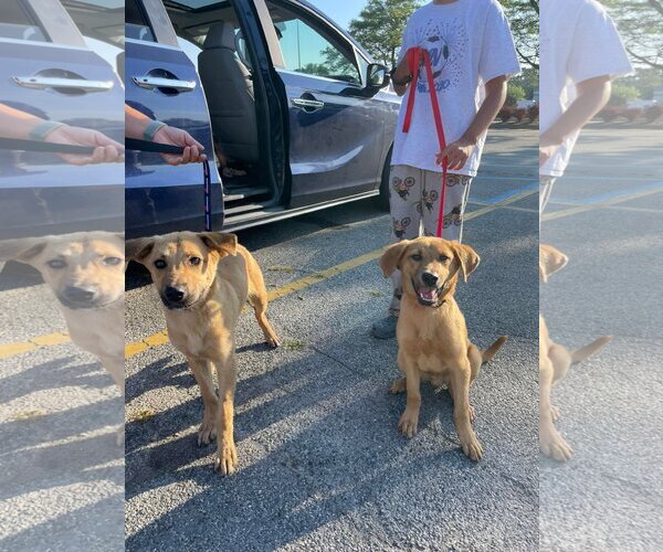 Medium Photo #5 Mutt Puppy For Sale in Woodbury, NY, USA