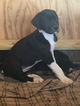 Small Photo #8 Great Dane Puppy For Sale in COVINGTON, GA, USA