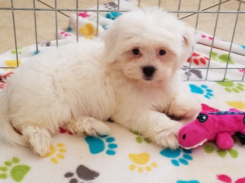 Medium Photo #1 Zuchon Puppy For Sale in ORO VALLEY, AZ, USA