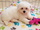 Small Photo #1 Zuchon Puppy For Sale in ORO VALLEY, AZ, USA
