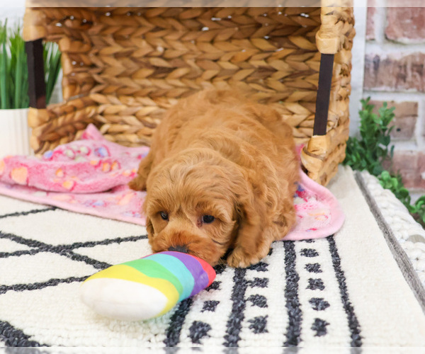 Medium Photo #2 Cavapoo (Miniature) Puppy For Sale in SYRACUSE, IN, USA