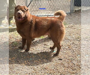 HUGO - Male Mutt Dog for Adoption - Photo #4