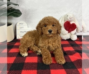 Goldendoodle (Miniature) Puppy for sale in GREENFIELD, IN, USA