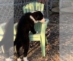Small Photo #5 Border Collie Puppy For Sale in GUSTINE, CA, USA