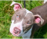 Small #5 American Pit Bull Terrier