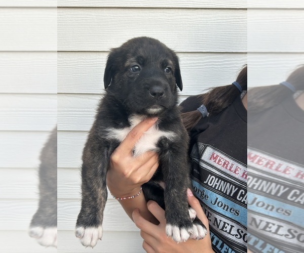 Medium Photo #4 Labrenees Puppy For Sale in BELTON, TX, USA