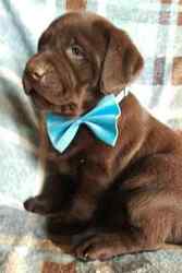 Labrador Retriever Puppy for sale in LANCASTER, PA, USA