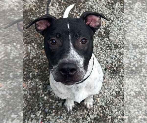 Medium Photo #11 American Pit Bull Terrier-Dalmatian Mix Puppy For Sale in Rockaway, NJ, USA