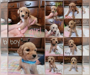 Goldendoodle Puppy for sale in WESTLAND, MI, USA