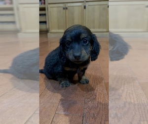 Dachshund Puppy for sale in LAWSON, MO, USA