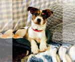 Small #1 Mutt