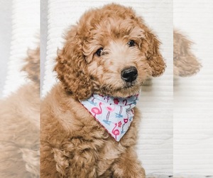 Miniature Labradoodle Puppy for sale in EAST EARL, PA, USA
