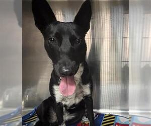 Mutt Dogs for adoption in Grand Prairie, TX, USA