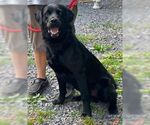 Small #2 Mutt