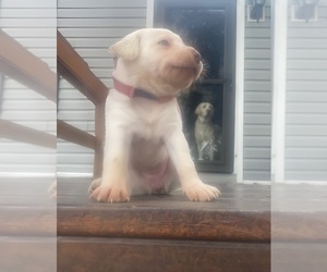 Labrador Retriever Puppy for sale in WILDWOOD, FL, USA