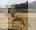 Small Photo #1 Boxer Puppy For Sale in AIKEN, SC, USA