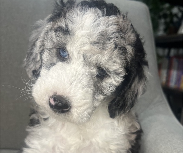 Medium Photo #148 Sheepadoodle Puppy For Sale in HUNTINGTON BEACH, CA, USA