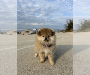 Pomeranian Puppy for sale in CLINTON, IN, USA