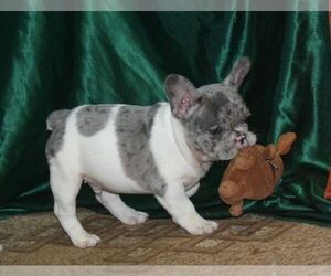 French Bulldog Puppy for sale in TAMPA, FL, USA