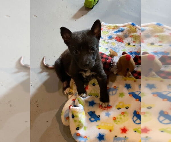 Medium Photo #2 Chiranian Puppy For Sale in Oakhurst, NJ, USA
