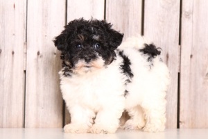 Havachon Puppy for sale in MOUNT VERNON, OH, USA