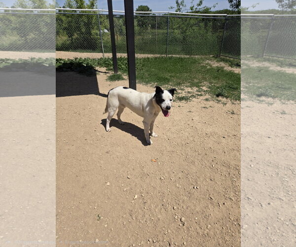 Medium Photo #1 Mutt Puppy For Sale in Maquoketa, IA, USA