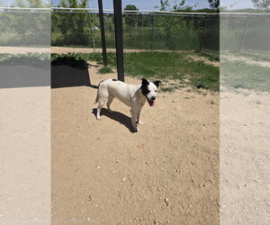 Mutt Dogs for adoption in Maquoketa, IA, USA