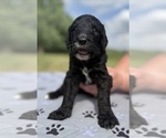 Small Photo #6 Goldendoodle Puppy For Sale in HOWARD CITY, MI, USA