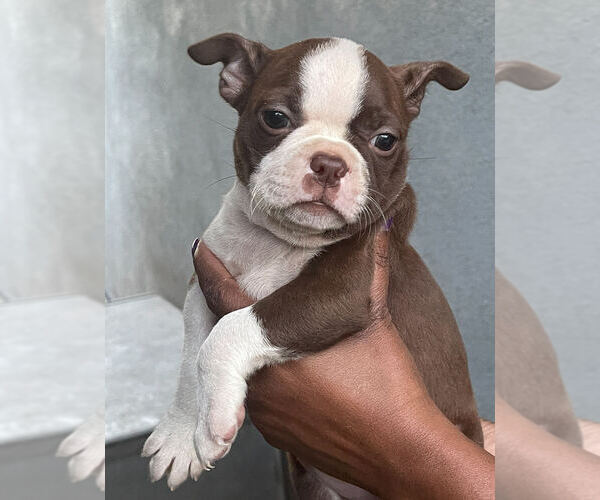 Medium Photo #7 Boston Terrier Puppy For Sale in LOS ANGELES, CA, USA