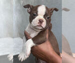 Small Photo #7 Boston Terrier Puppy For Sale in LOS ANGELES, CA, USA