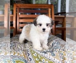 Maverick - Male Mal-Shi Puppy for Sale - Photo #6