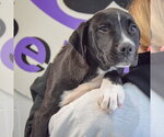 Small #4 American Staffordshire Terrier-Labrador Retriever Mix