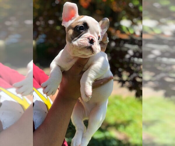Medium Photo #21 French Bulldog Puppy For Sale in READING, PA, USA