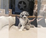 Small #1 Aussiedoodle-Goldendoodle Mix