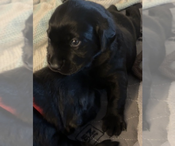 Medium Photo #2 Labrador Retriever Puppy For Sale in LEMON GROVE, CA, USA