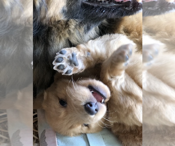 Medium Photo #12 Belgian Tervuren-German Shepherd Dog Mix Puppy For Sale in COTO DE CAZA, CA, USA